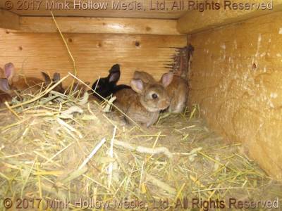  a rabbit hole - from the inside